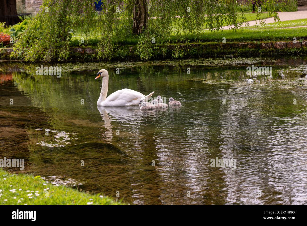 Stummer Schwan mit 5 neugeborenen Zygneten in den Bishop's Palace Gardens Mai 2023, Wells, Somerset, England, Großbritannien Stockfoto