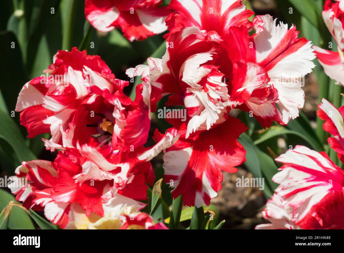 Tulip „Estella Rijnveld“, Rotweiße Tulipa „Estella Rijnveld“ Stockfoto