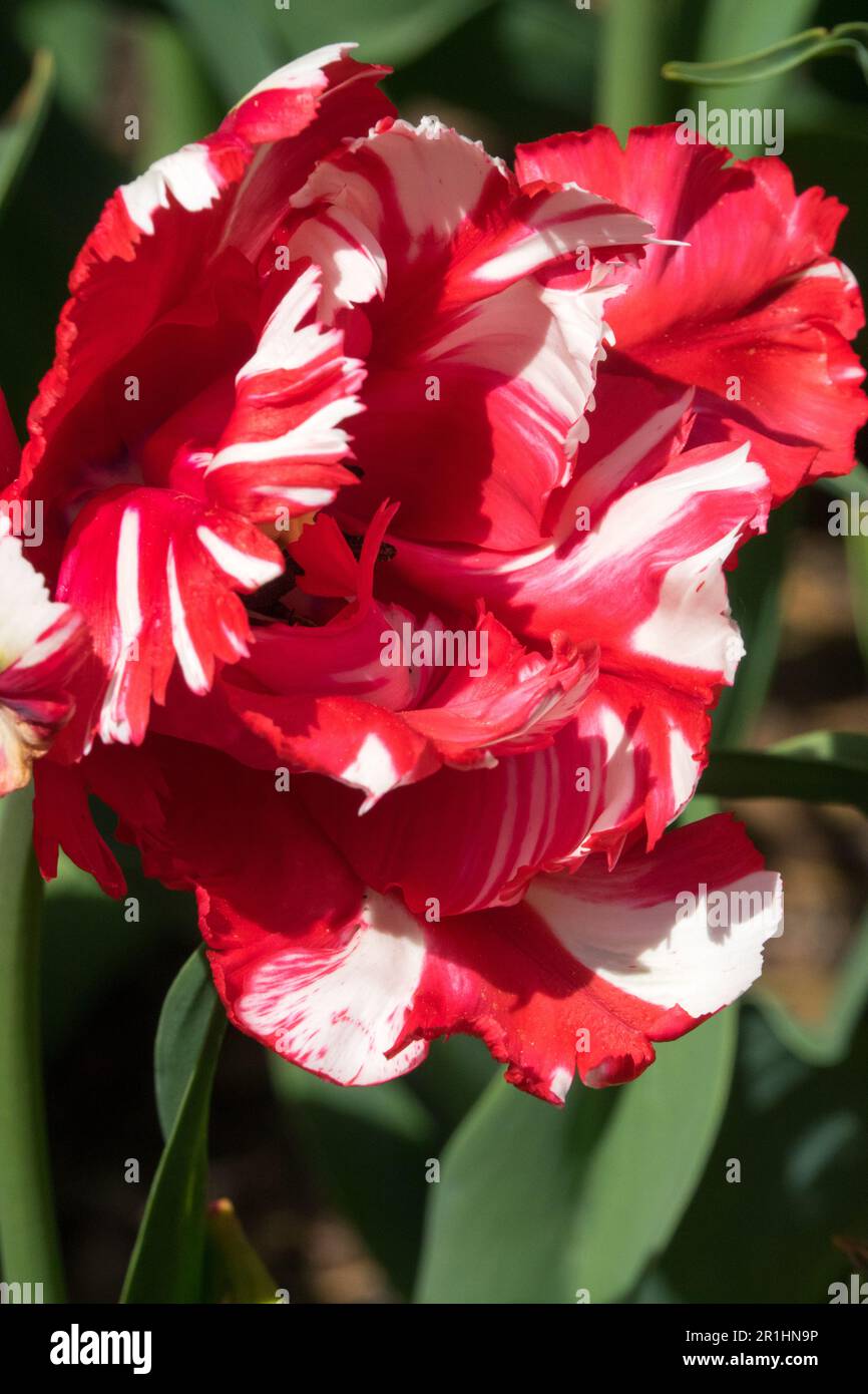 Tulip „Estella Rijnveld“, Rotweißer Tulipa „Estella Rijnveld“, Porträtblume Stockfoto