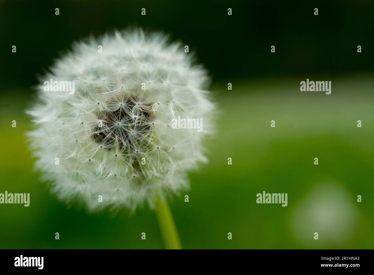 Der Löwenzahn-Samenkopf nähert sich der Fee Stockfoto