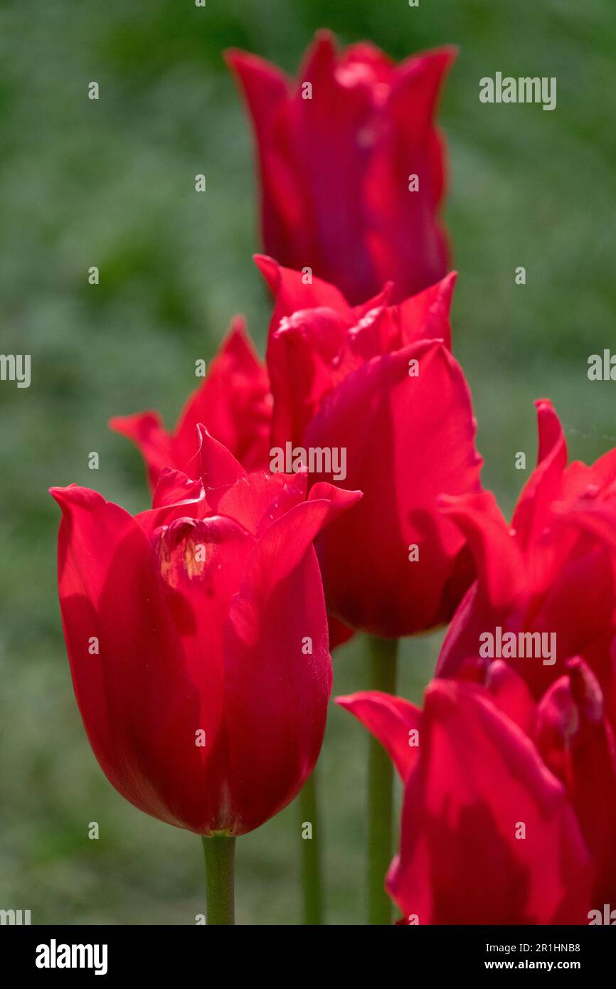 Rote Tulpen „Pretty Woman“ Stockfoto