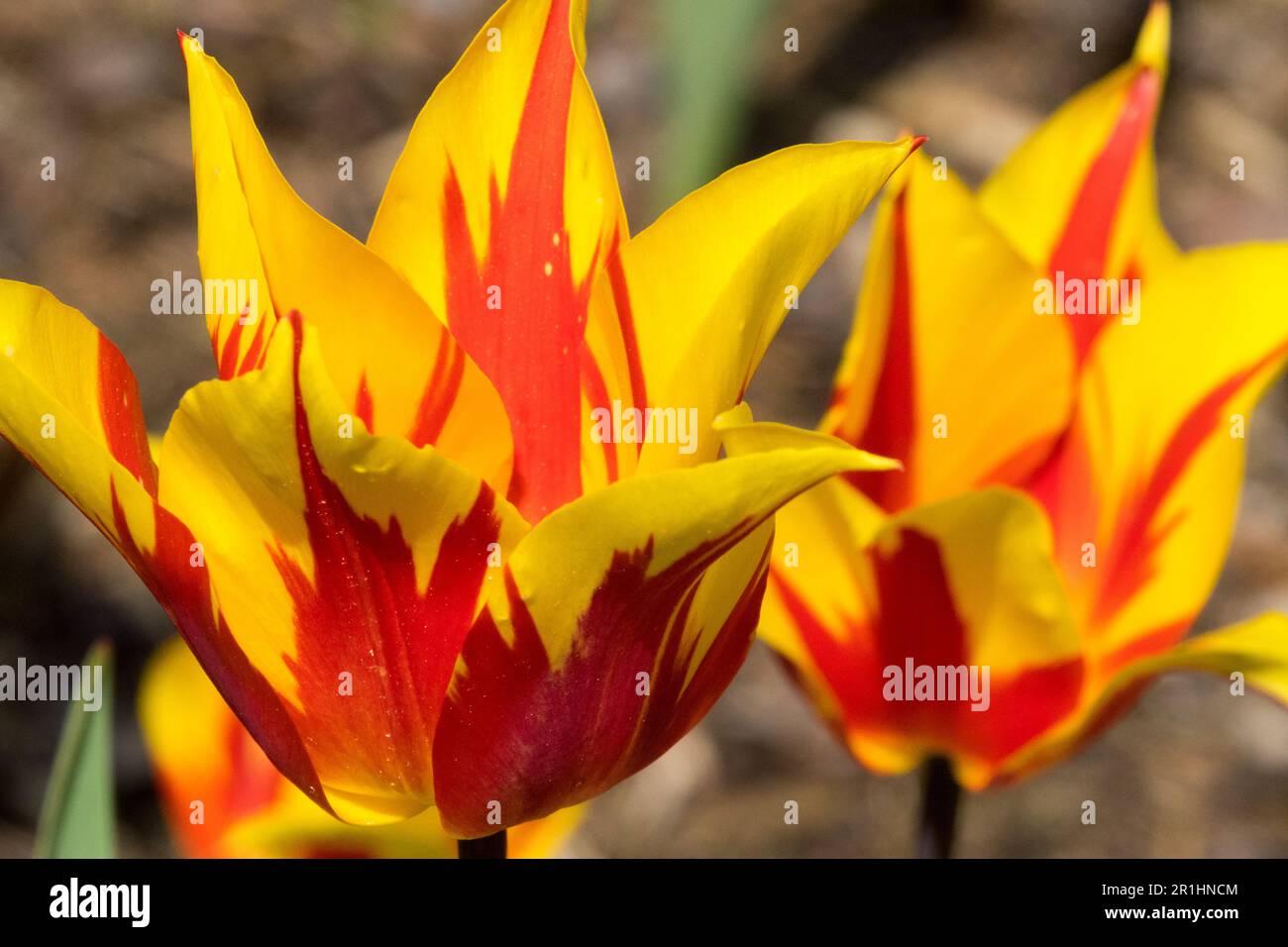 Rot-gelbe flammende Tulpen „Moonblush“ Stockfoto