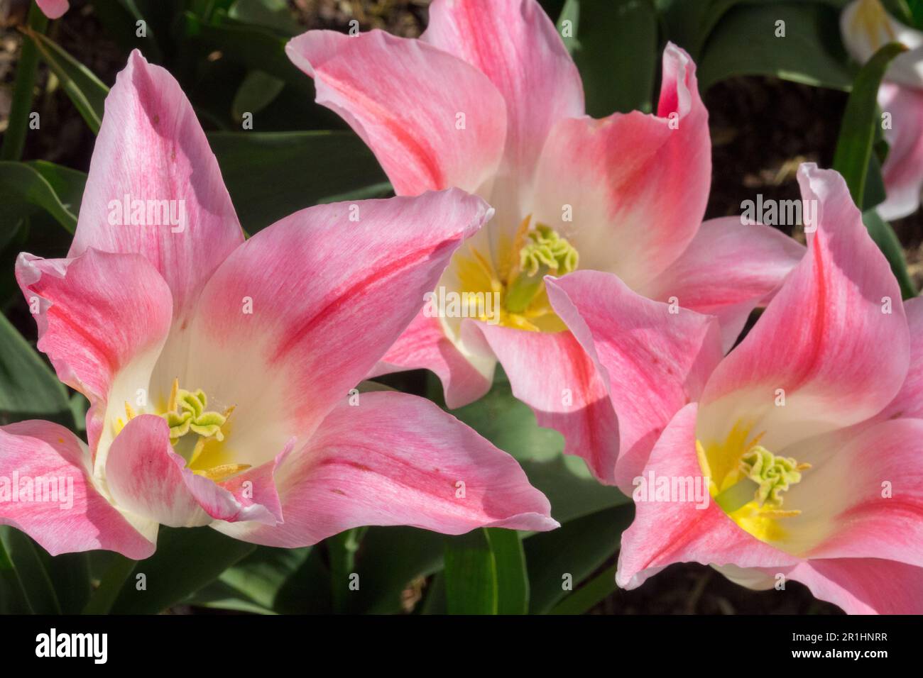 Pink, Weiß, Tulpe „Holland Chic“ Stockfoto