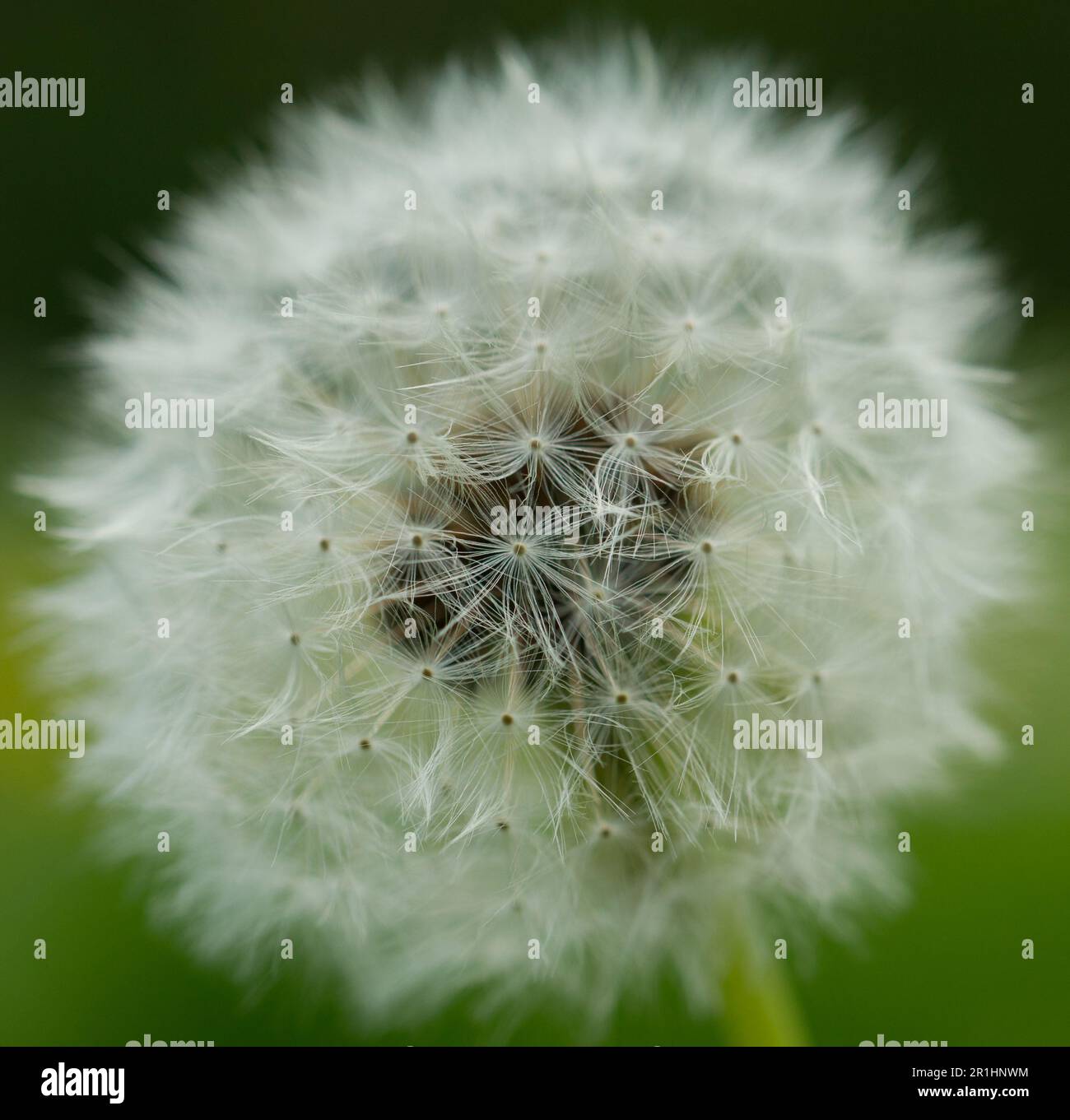 Der Löwenzahn-Samenkopf nähert sich der Fee Stockfoto