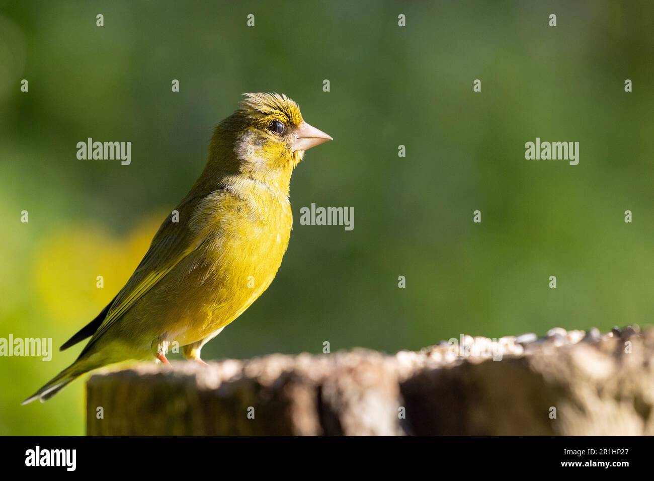 Blinkender Vogel – männlicher Grünfink (Chloris chloris), der bei halbem Blinzeln eine vernickende Membran zeigt. Mai, Frühling, Yorkshire, Großbritannien Stockfoto