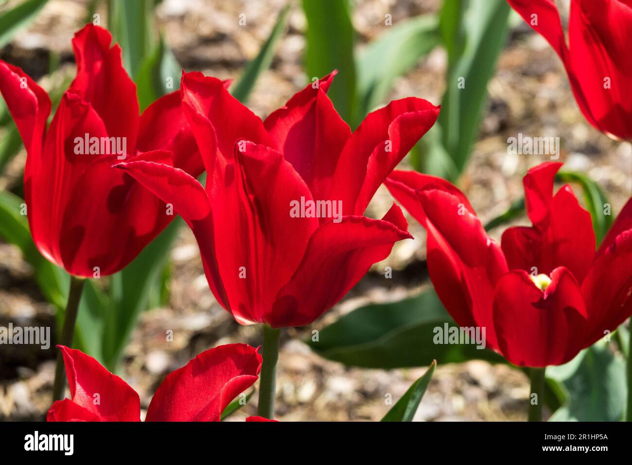 Rote Lilienblüten-Tulpe '', Tulipa-Blumen, Rote Tulpen, Blüte, Tulipa '' Stockfoto