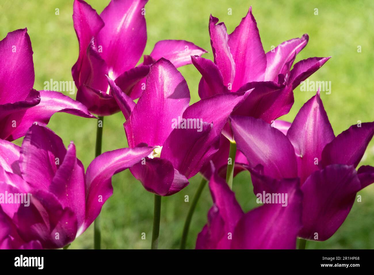 Lily-blumige Tulpe "Purple Dream" Tulipa Purple Tulps Stockfoto