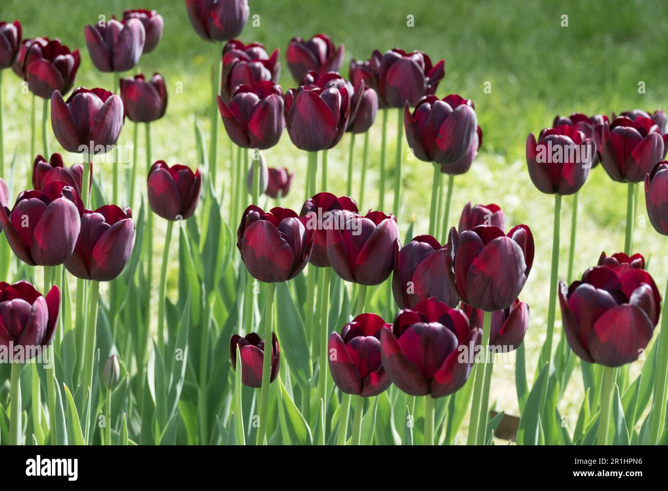 Tulipa "Königin der Nacht" Tulpe, Schwarz, Tulpen, Kultivar Stockfoto