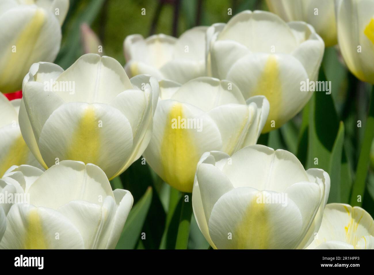 Tulipa 'Angels Wish', Tulpen, Weißes Gelb, Single Late Tulip Stockfoto