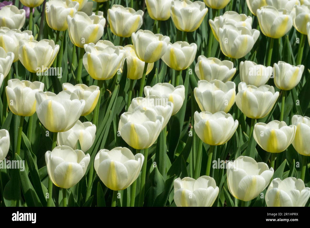 Tulip 'Angels Wish', Single Late Tulip, Tulipa 'Angels Wish', Weiße Tulpen, gelbgetönte Kultivar-Gartenbett Stockfoto