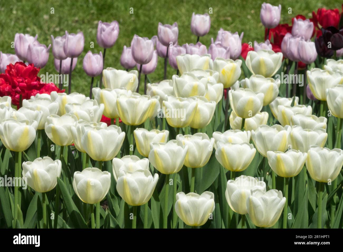 Gemischt, weiße Tulpen, schalenförmig, duftend, einzelne späte Tulpe, Geöffnet, Tulipa 'Angels Wish', Display, Garden Light Yellow White Pink Red Colour Mix Bett Stockfoto