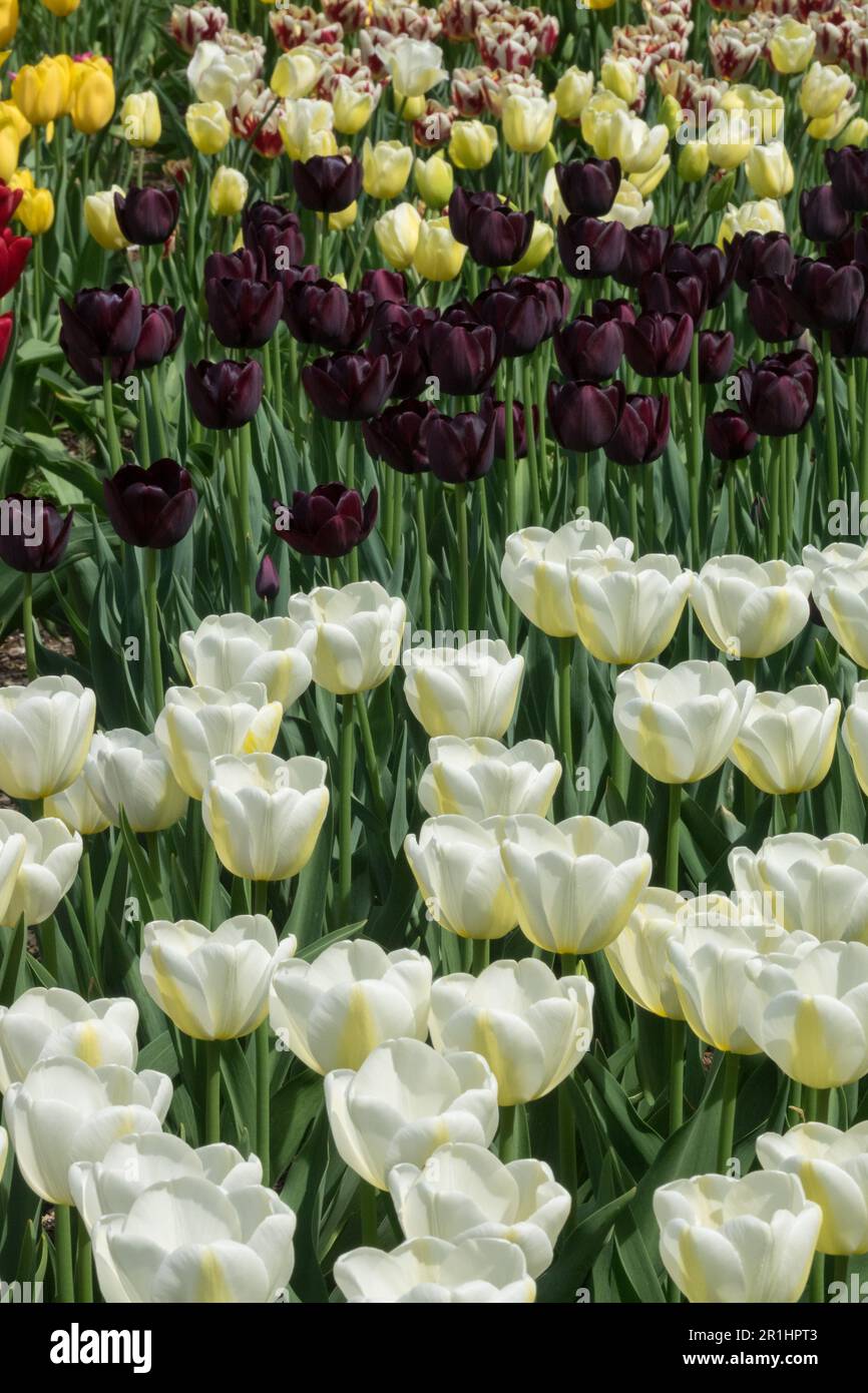 Single Late Tulip „Angels Wish“, Farbenfroh, Blumenbett, Gemischt, Tulpen, Display, Kultivare, Gruppe Stockfoto