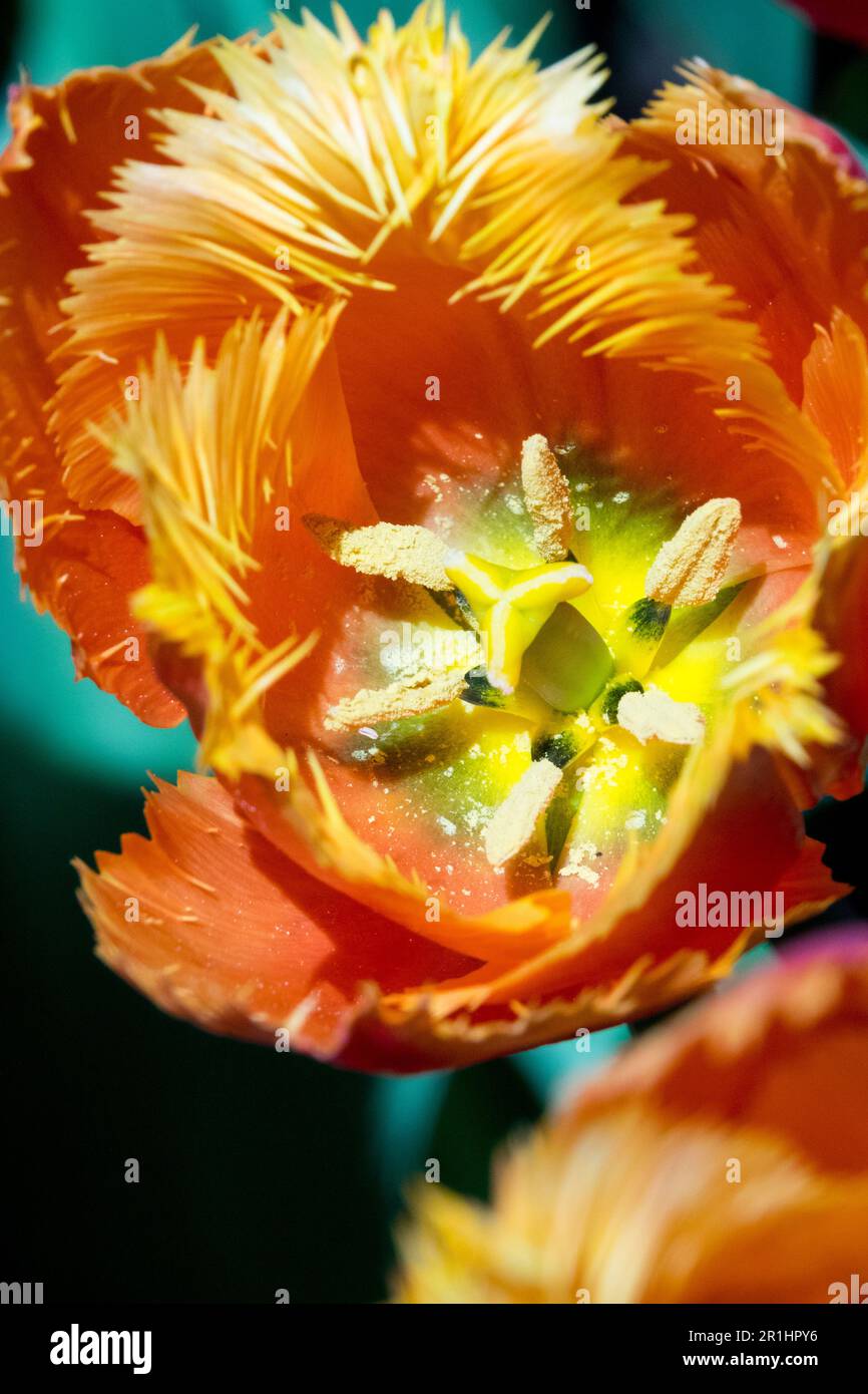 Blumenporträt von Orange Tulip „Lambada“ mit Pistilen und Stigma in der Mitte der Blüte Stockfoto