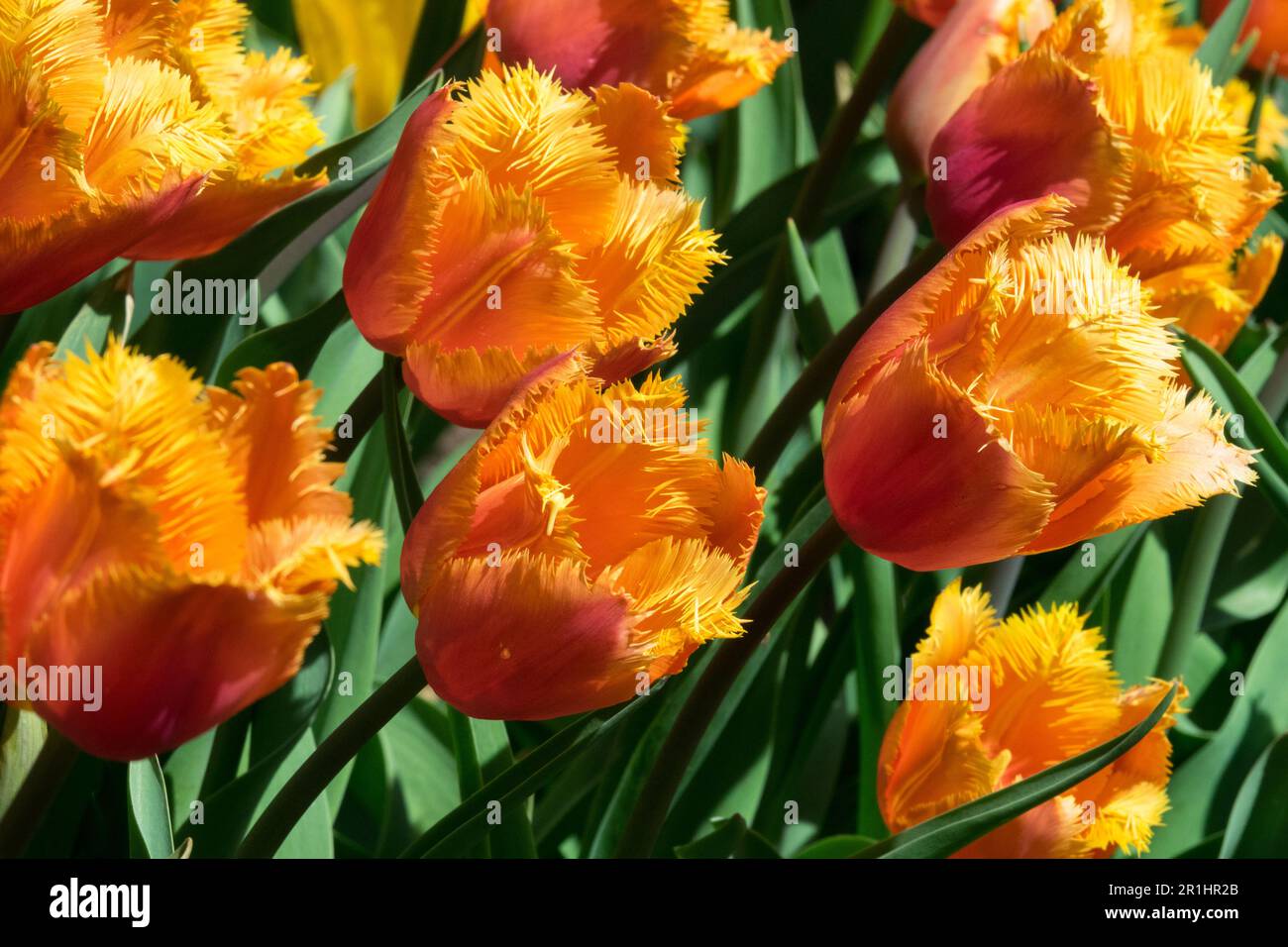 Orangefarbene Tulpen haben Tulip 'Lambada' Tulipa gesäumt Stockfoto