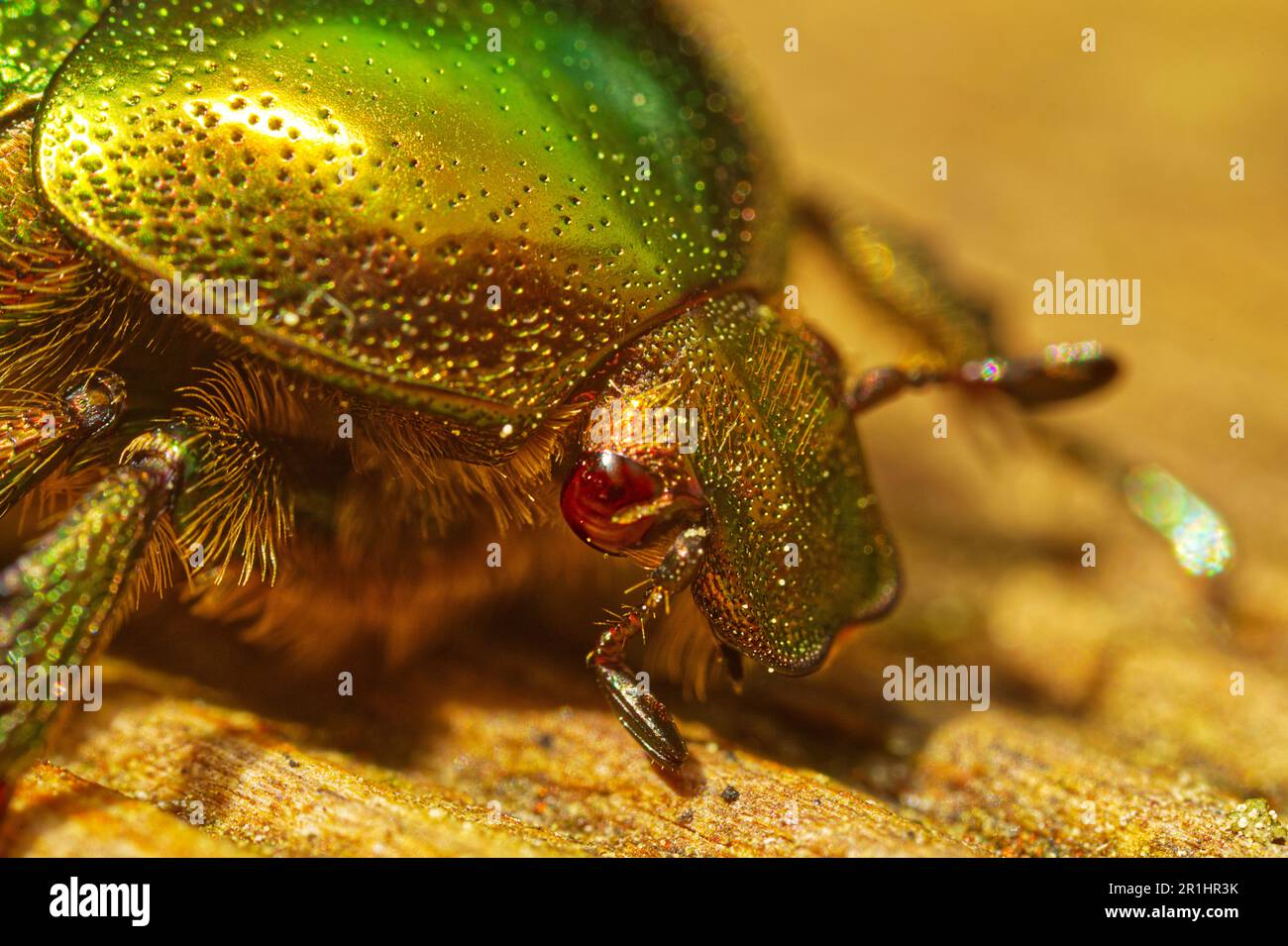 Ultra-Makro-Porträtaufnahme eines grünen Rosenscheuers im Vollformat Stockfoto