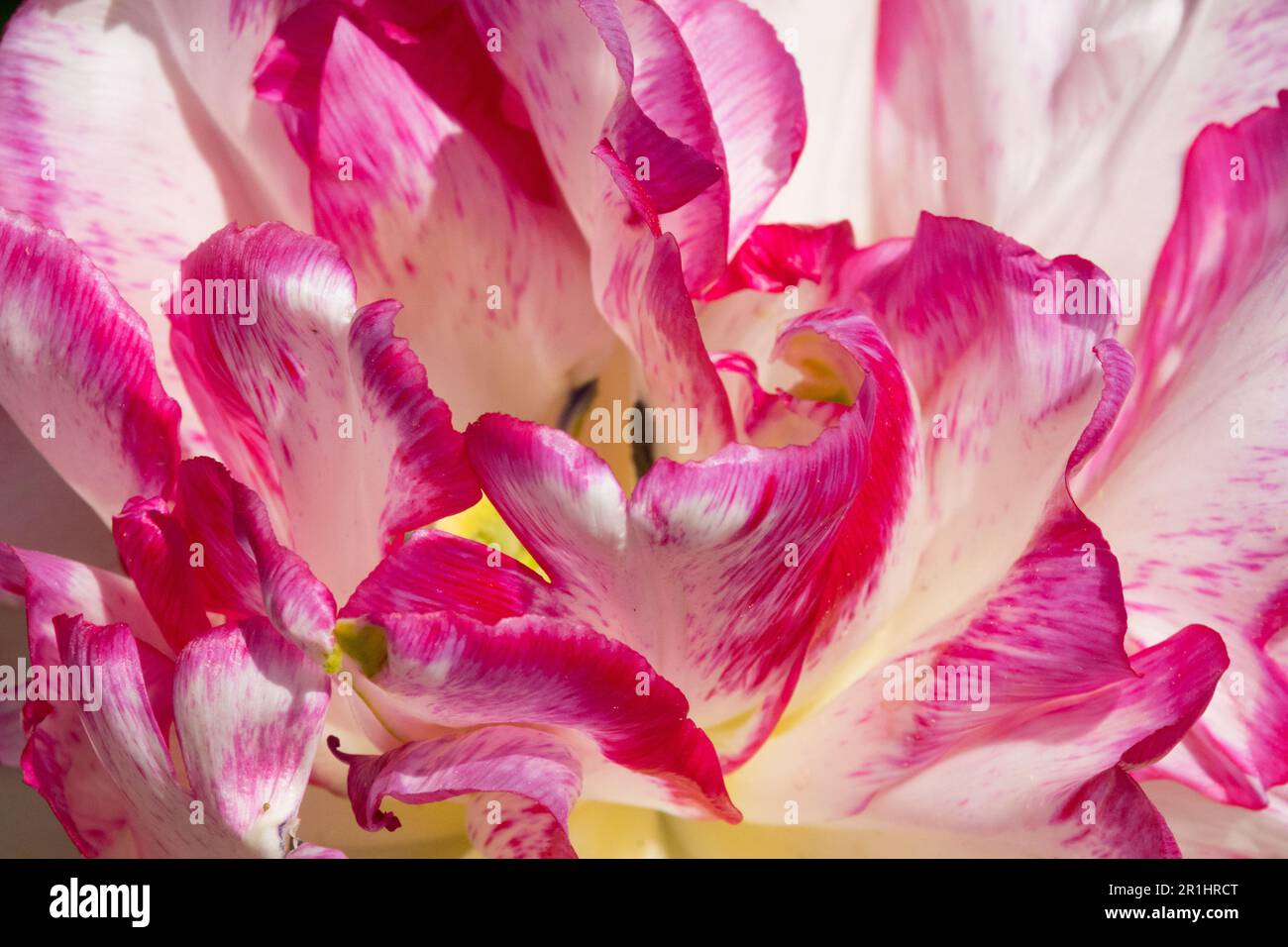 White Pink, Tulip „Belicia“ Tulipa, Double Early, Kultivar, Nahaufnahme Stockfoto