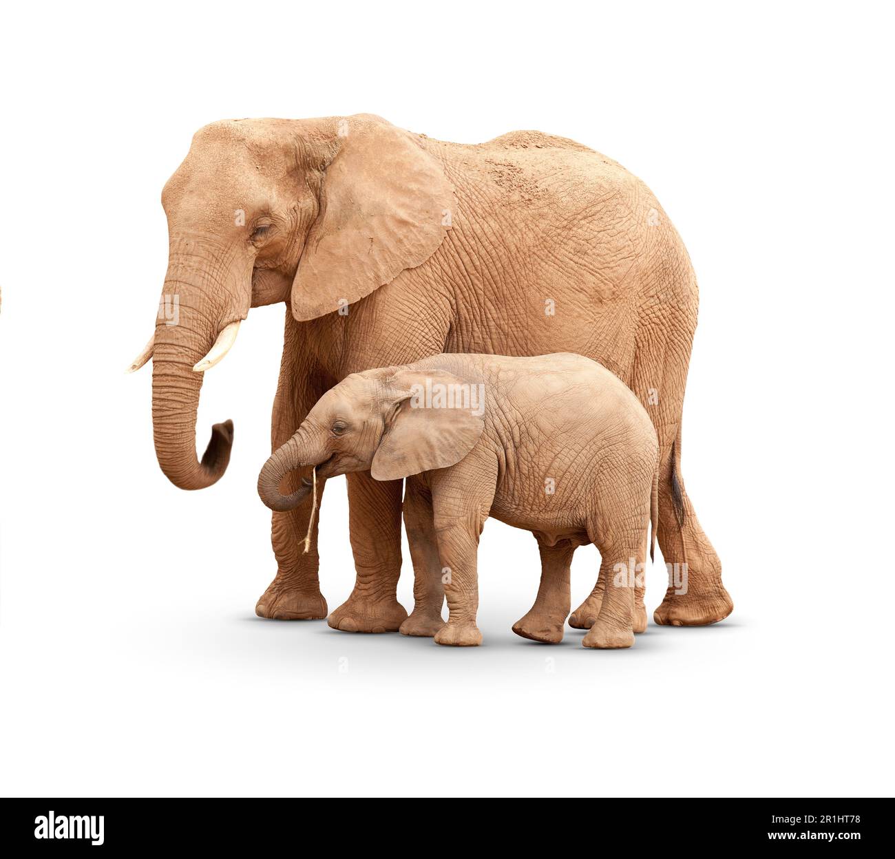 Mutter elefant Ausgeschnittene Stockfotos und -bilder - Alamy