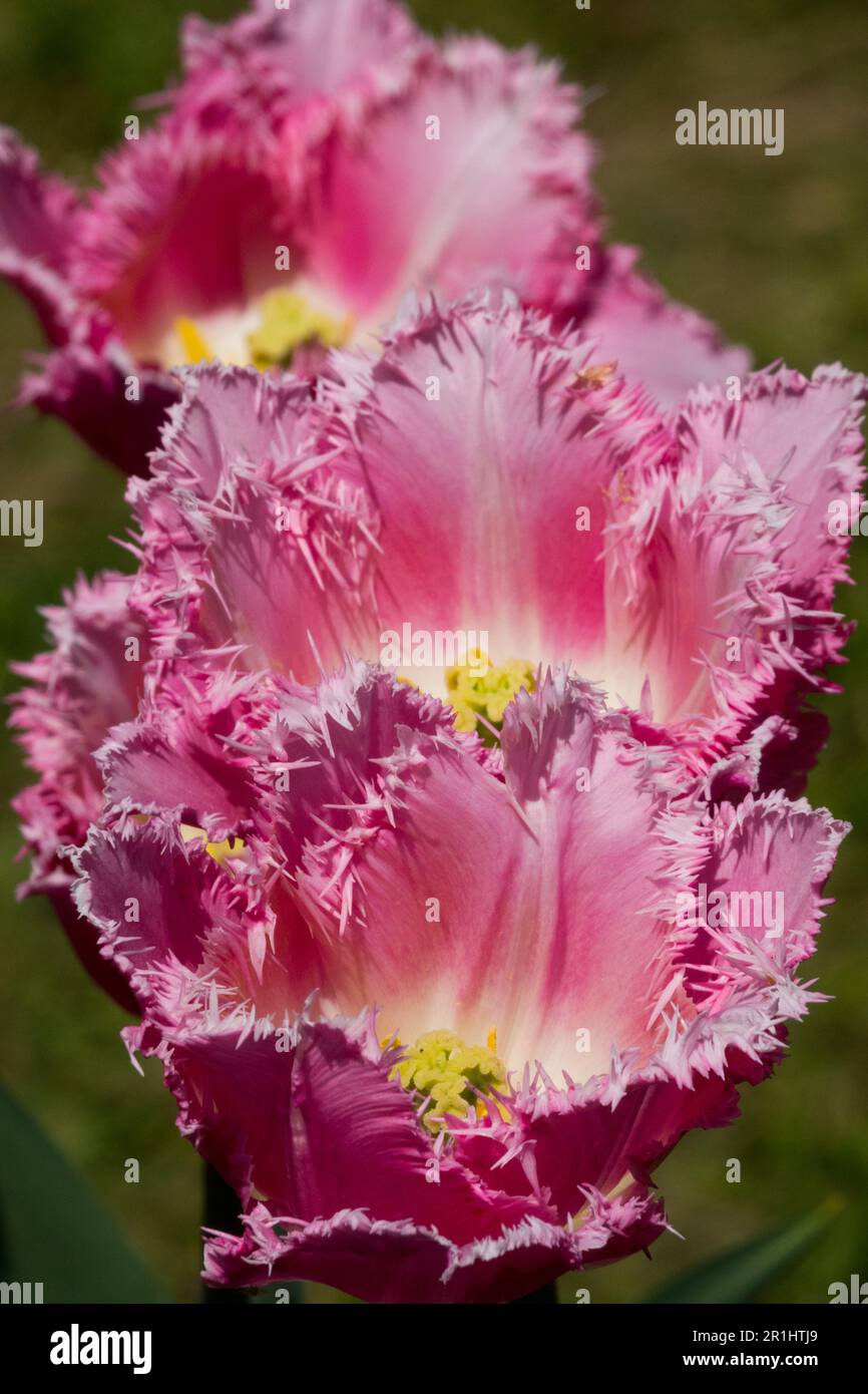 Pink Tulp Kultivar Tulipa „Fancy Frills“ Pink Tulps Fransen Stockfoto