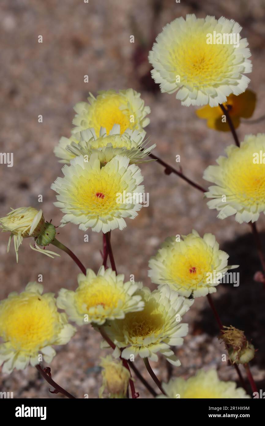 Desert Dandelion, Malacothrix glabrata, mit Frühlingsblüten in den Cottonwood Mountains, einem einheimischen jährlichen Kraut mit fleischhaltigen Blüten. Stockfoto