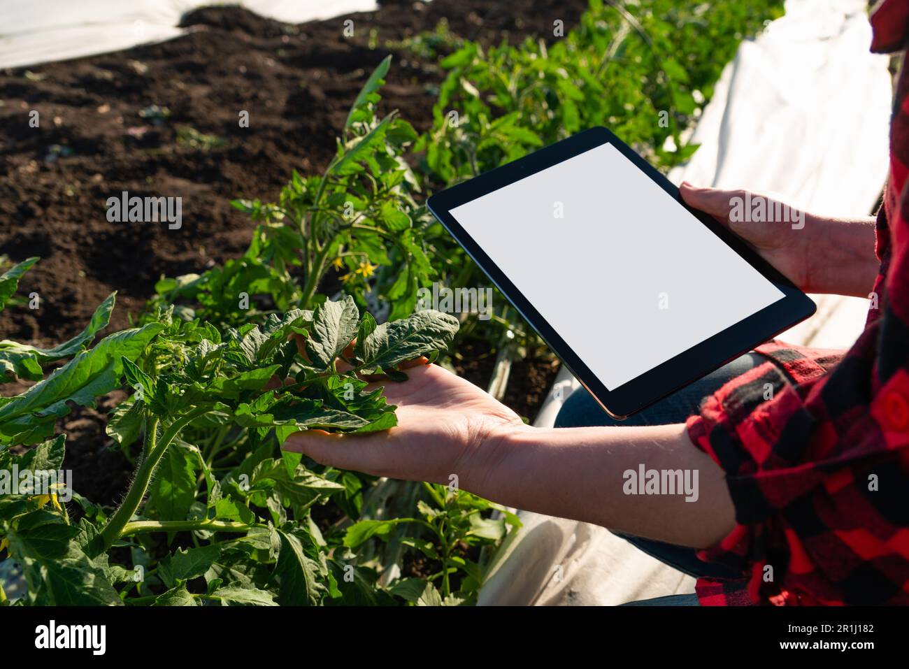 Eine Farmerin mit einem digitalen Tablet auf einem Tomatenfeld. Intelligente Landwirtschaft und digitaler Wandel in der Landwirtschaft. Hochwertiges Foto Stockfoto