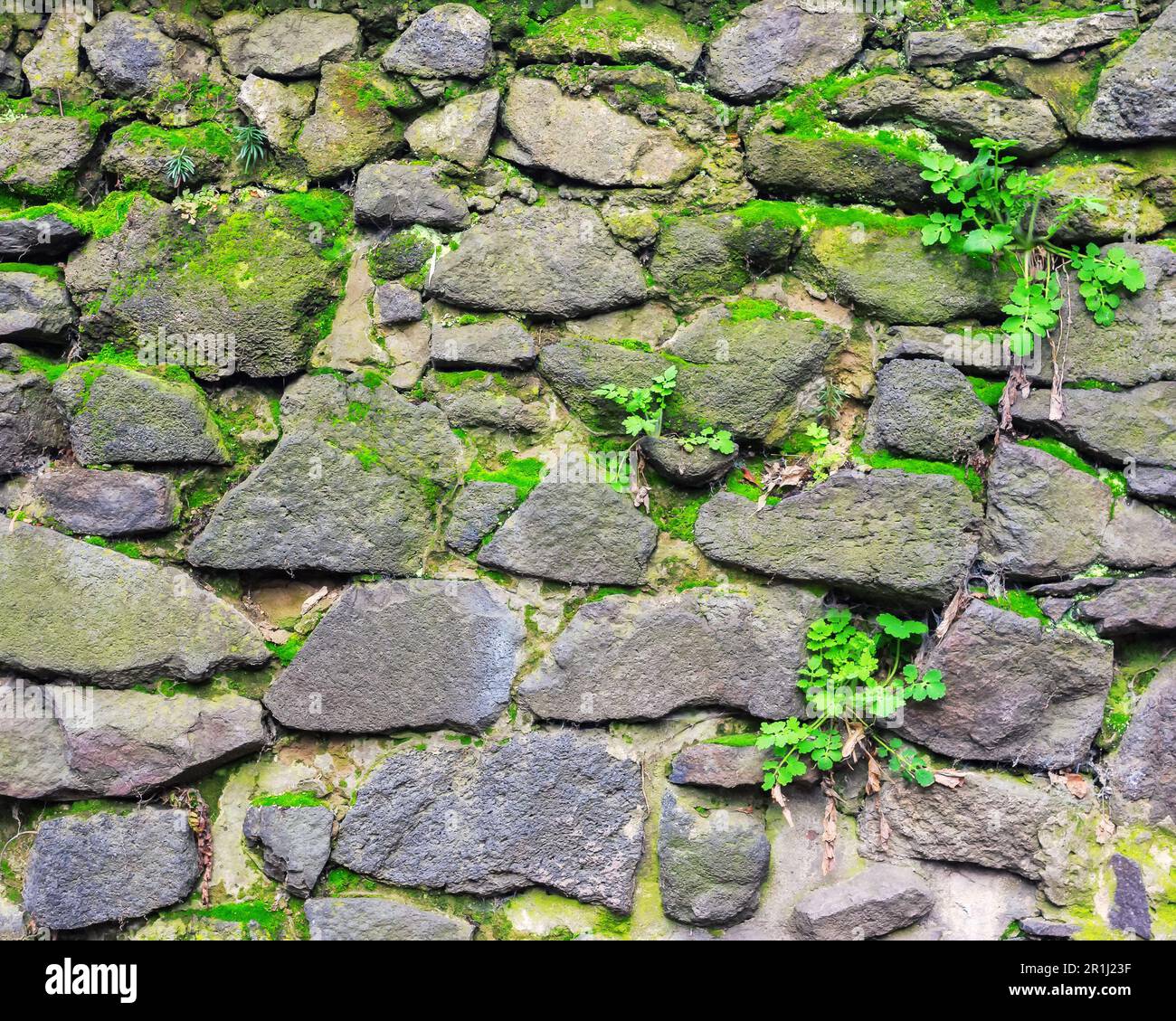 Alte Steinmauer. Moos und Pflanzen auf der Grunge-Oberfläche Stockfoto