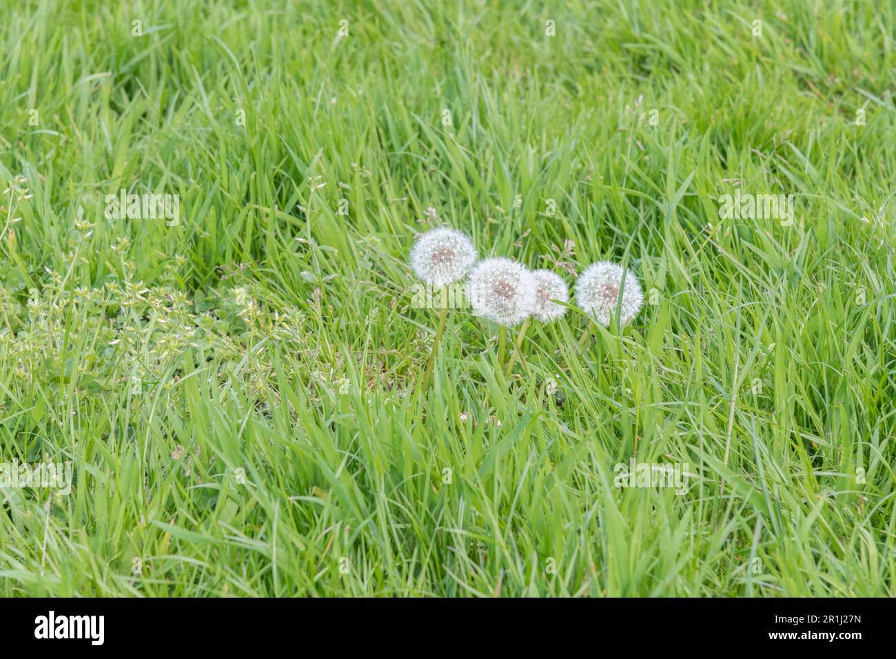 Grünes Gras und Ansammlung von Taraxacum officinale / Löwenzahn Uhren in ländlichem Straßenrand. Lange Grasstruktur, in den langen Grasdiom getreten Stockfoto