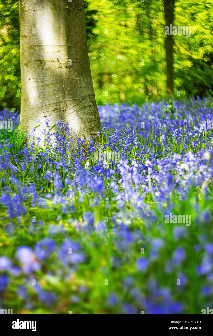 Wunderschöner Teppich mit blauen Glocken im Wald von Staffordshire Stockfoto