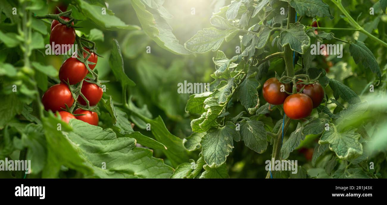 Gewächshaus mit Kirschtomaten. Biobauernhof. Hochwertiges Foto Stockfoto