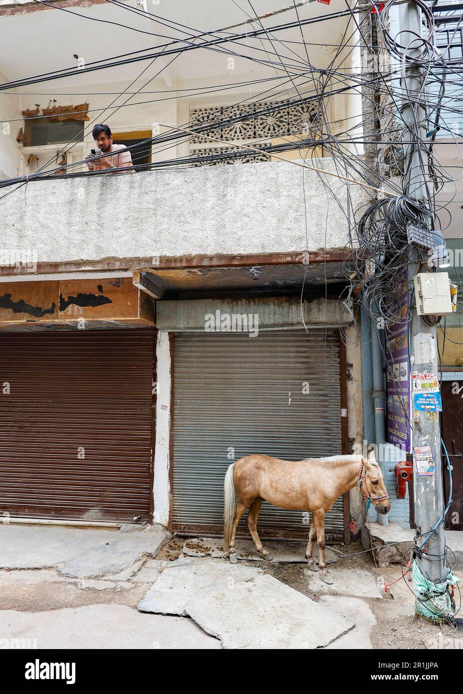 Pferd an einen Posten vor einem geschlossenen Reisebüro in Paharganj, Delhi, Indien gefesselt Stockfoto