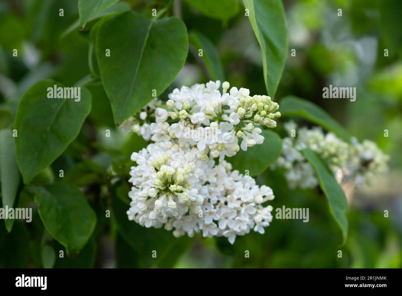 Weiße Duftblumen der Syringa vulgaris in einem Garten. Schmale Schärfentiefe Stockfoto