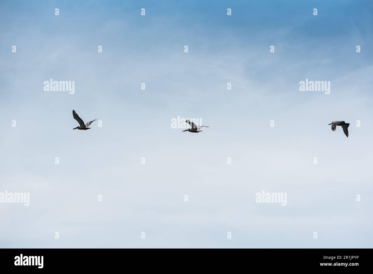Braunpelikan (Pelecanus occidentalis), Panama Stockfoto