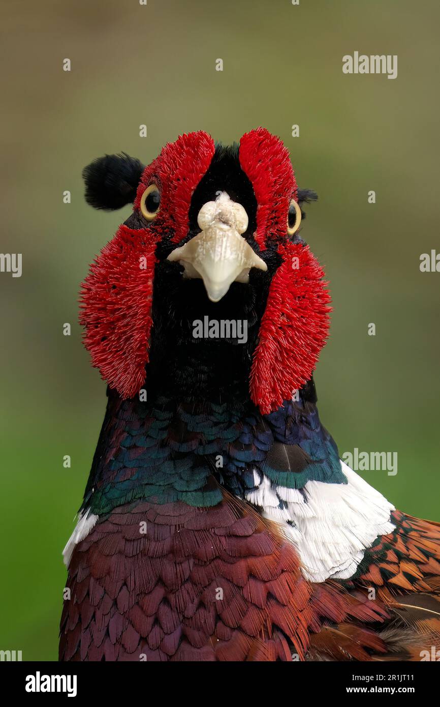Ein Fasan mit auffälligem Gefieder, einem leuchtend roten Kopf und kontrastfarbenen schwarzen Flügeln Stockfoto