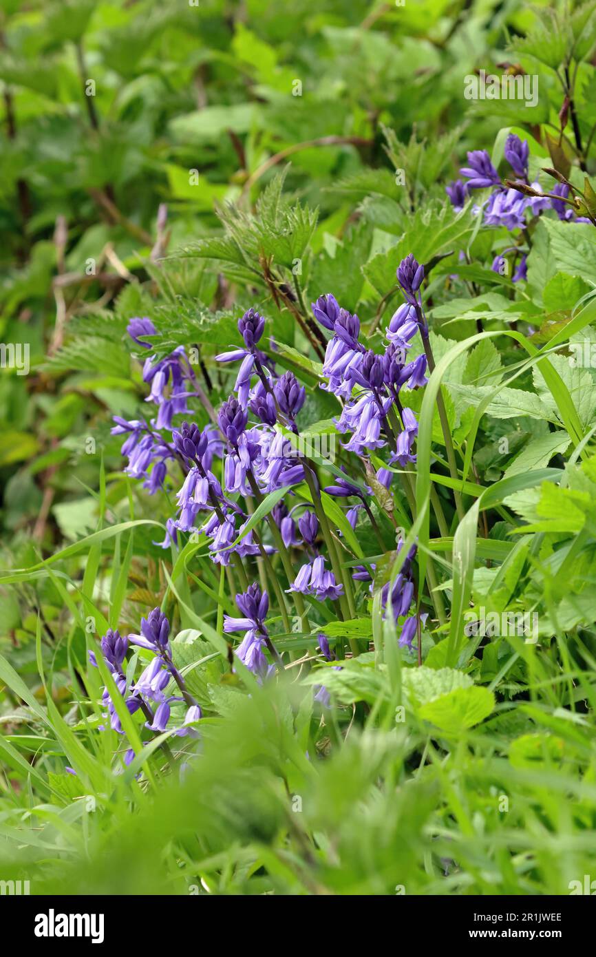 Bluebells oder wilde Hyazinth Stockfoto