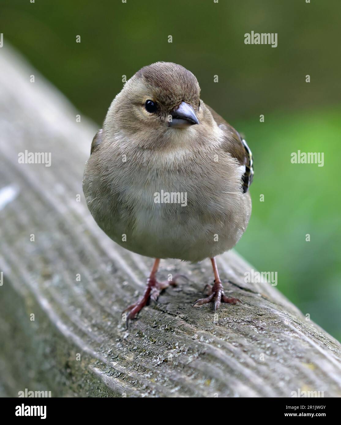 Gemeinsame Buchfink (Fringilla coelebs) Stockfoto