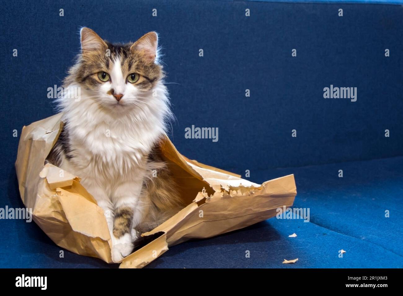 Eine wunderschöne Hauskatze mit langem Fell und grünen Augen, die in einer zerrissenen Papiertüte auf einem dunkelblauen Sofa sitzt und in die Kamera starrt. Stockfoto