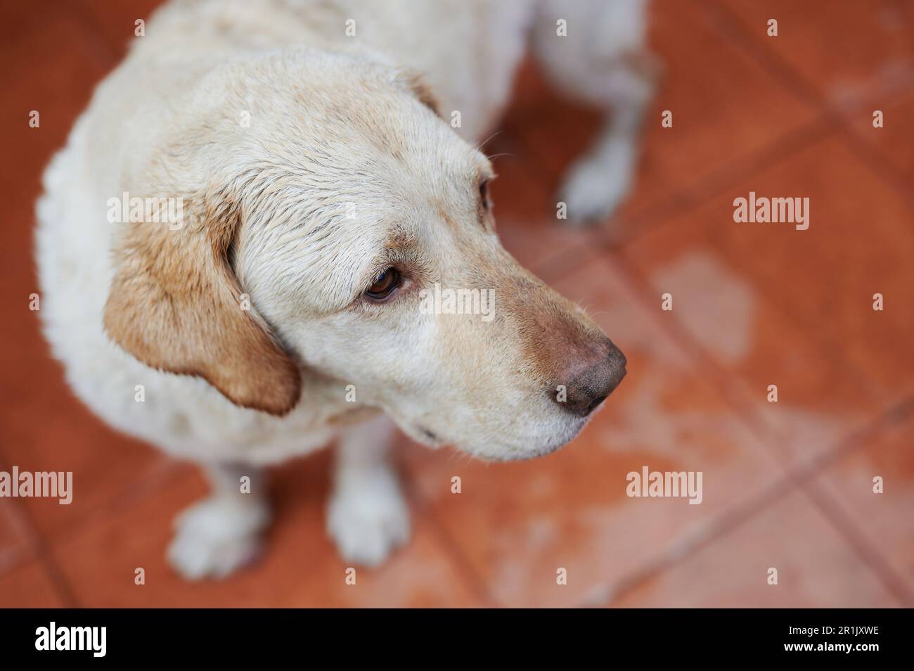 Labrador-Hund, der auf die Seite blickt Stockfoto