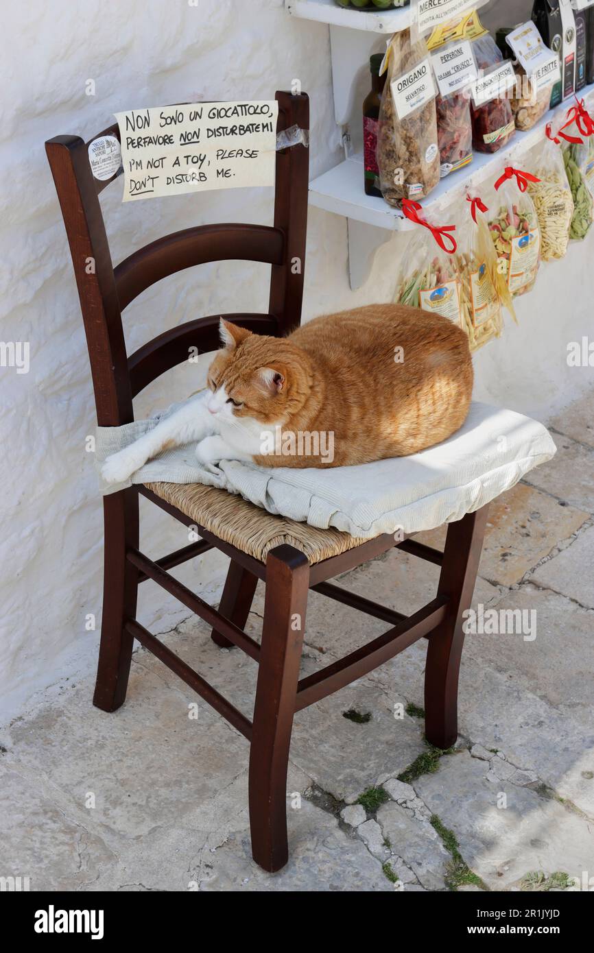 Einheimische Katze auf einem Stuhl vor einem kleinen Touristenladen in Rione Monti, Alberobello, Apulien, mit zweisprachigen Schildern, die die Katze nicht stören Stockfoto