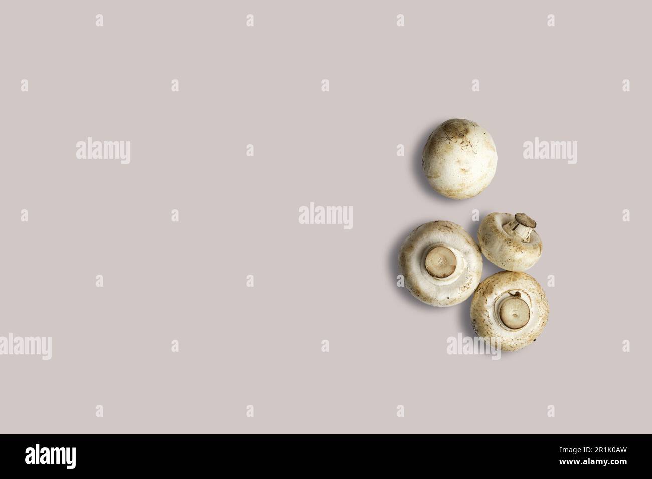Auffüllen, frische Pilze auf grauem Hintergrund abgesondert betrachten. Geeignet für Ihr Designprojekt. Stockfoto
