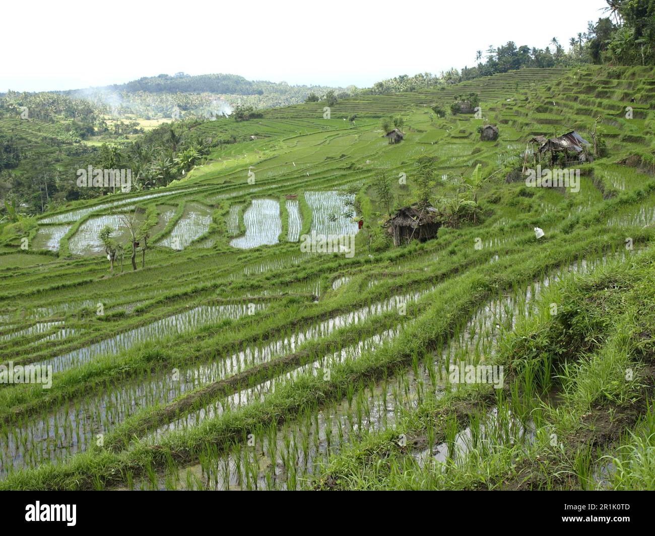 Eine malerische Landschaft aus üppigen Reisterrassen mit einer Bergkette im Hintergrund Stockfoto