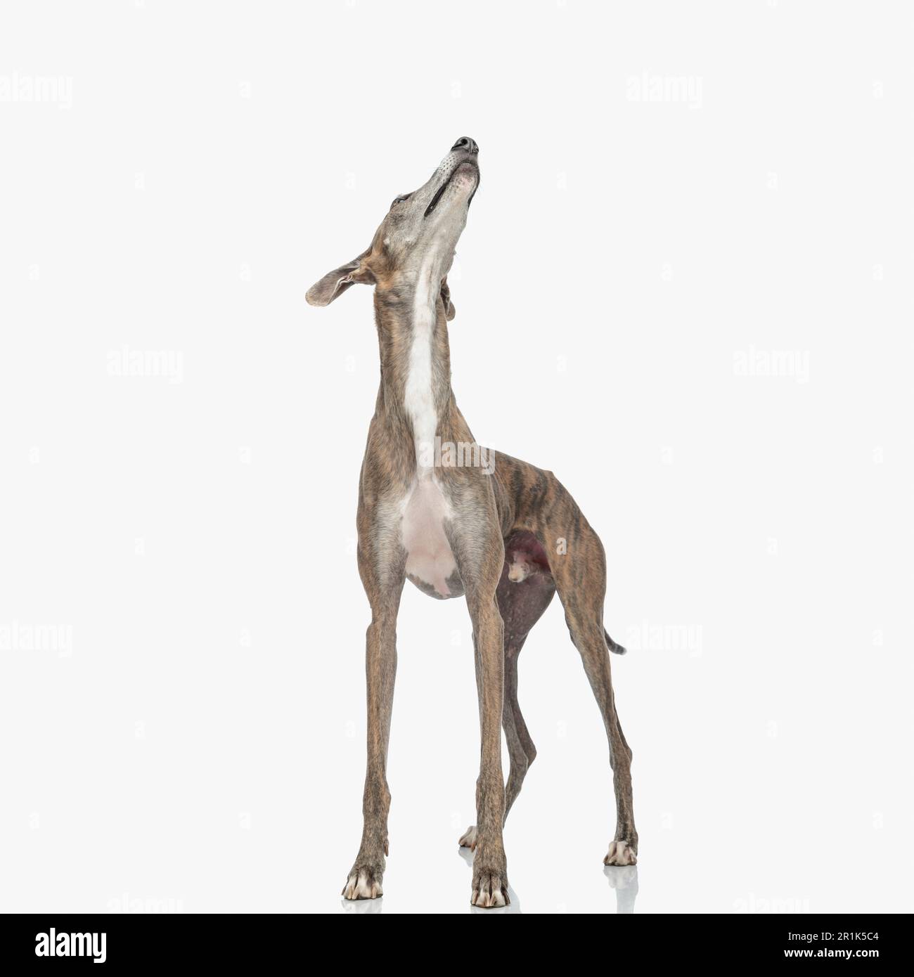 Eifriger, dünner Windhund mit dünnen Beinen, der aufblickt und neugierig ist, während er im Studio vor weißem Hintergrund steht Stockfoto