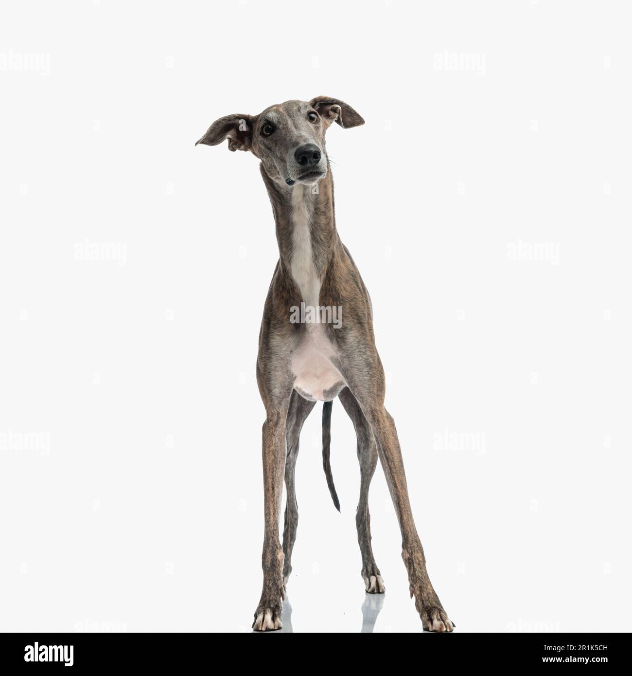 Überraschtes englisches Windhund-Hündchen mit langen Beinen, die wegblickten und vor weißem Hintergrund auf der Hut waren Stockfoto