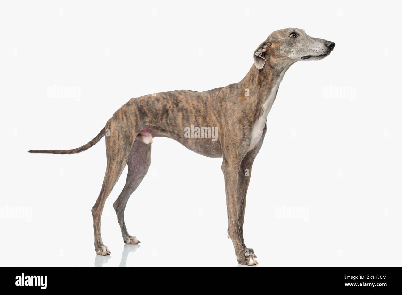 Seitenansicht eines neugierigen Windhunds mit dünnen Beinen, die zur Seite schauen und vor weißem Hintergrund im Studio stehen Stockfoto