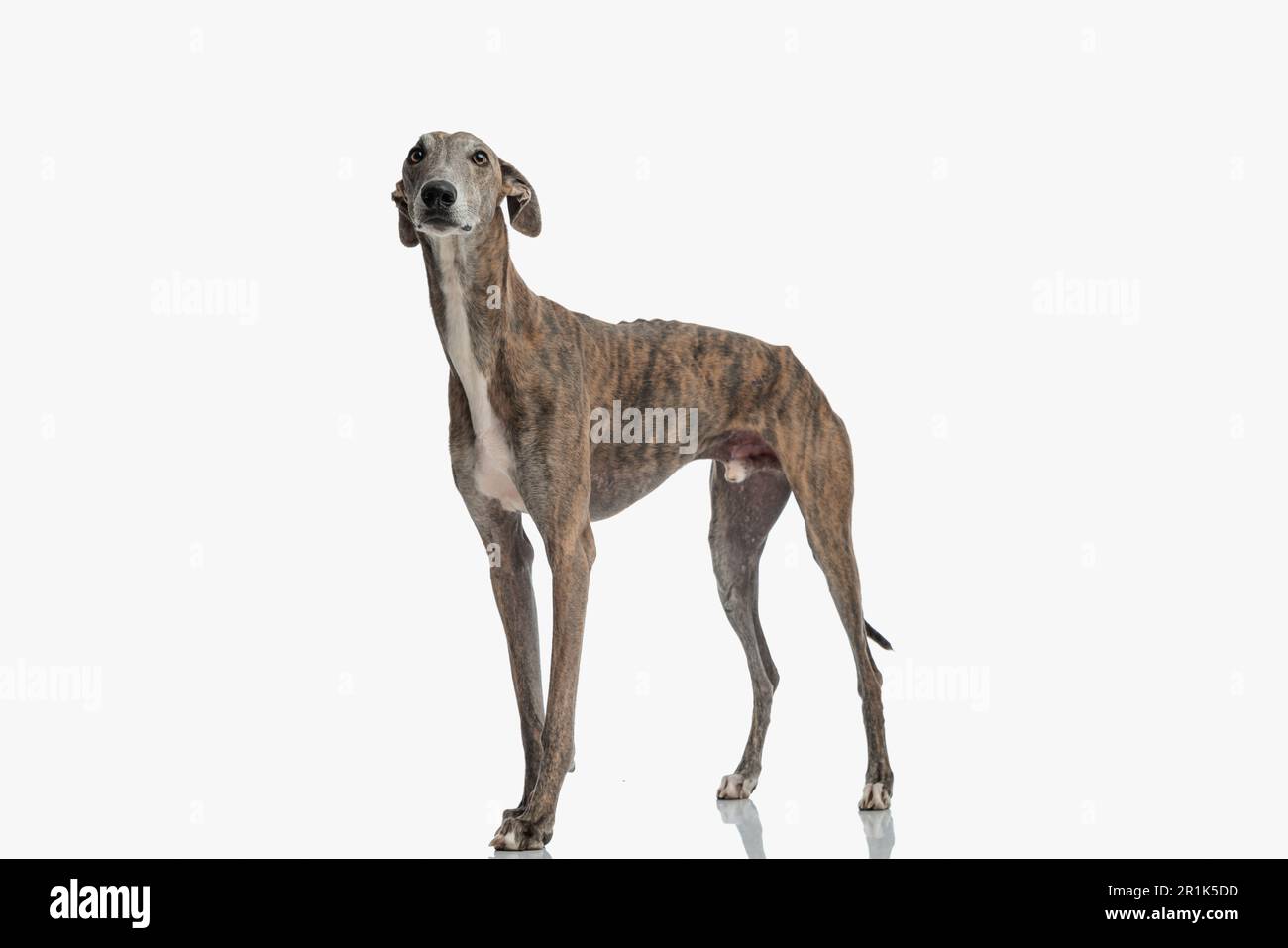 Seitenansicht eines süßen Windhunds mit dünnen Beinen, die stehen und vor weißem Hintergrund im Studio nach oben schauen Stockfoto