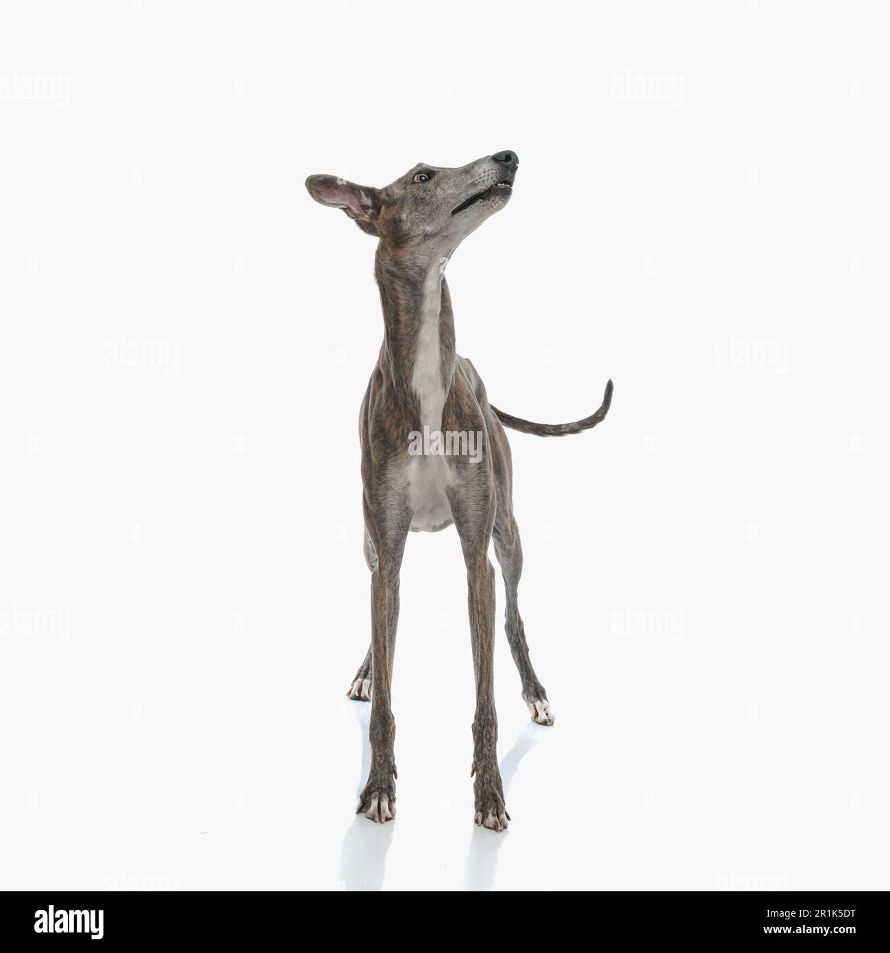 Eifriger Windhund mit dünnen Beinen, der zur Seite blickt, aufgeregt ist und vor weißem Hintergrund steht Stockfoto