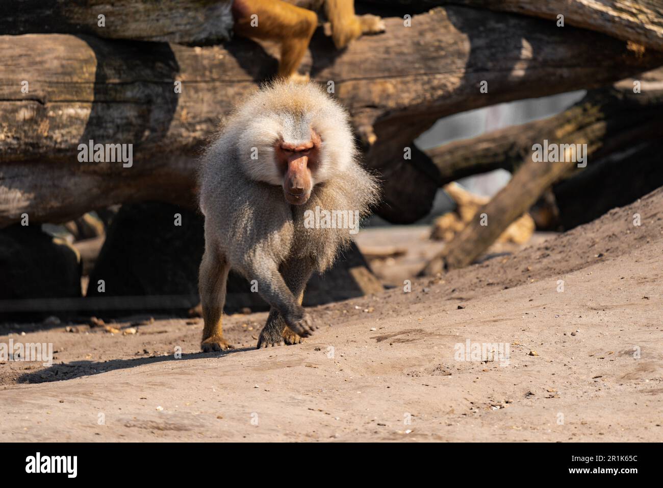 Ein Pavian, der an einem sonnigen Tag auf dem Boden sitzt Stockfoto