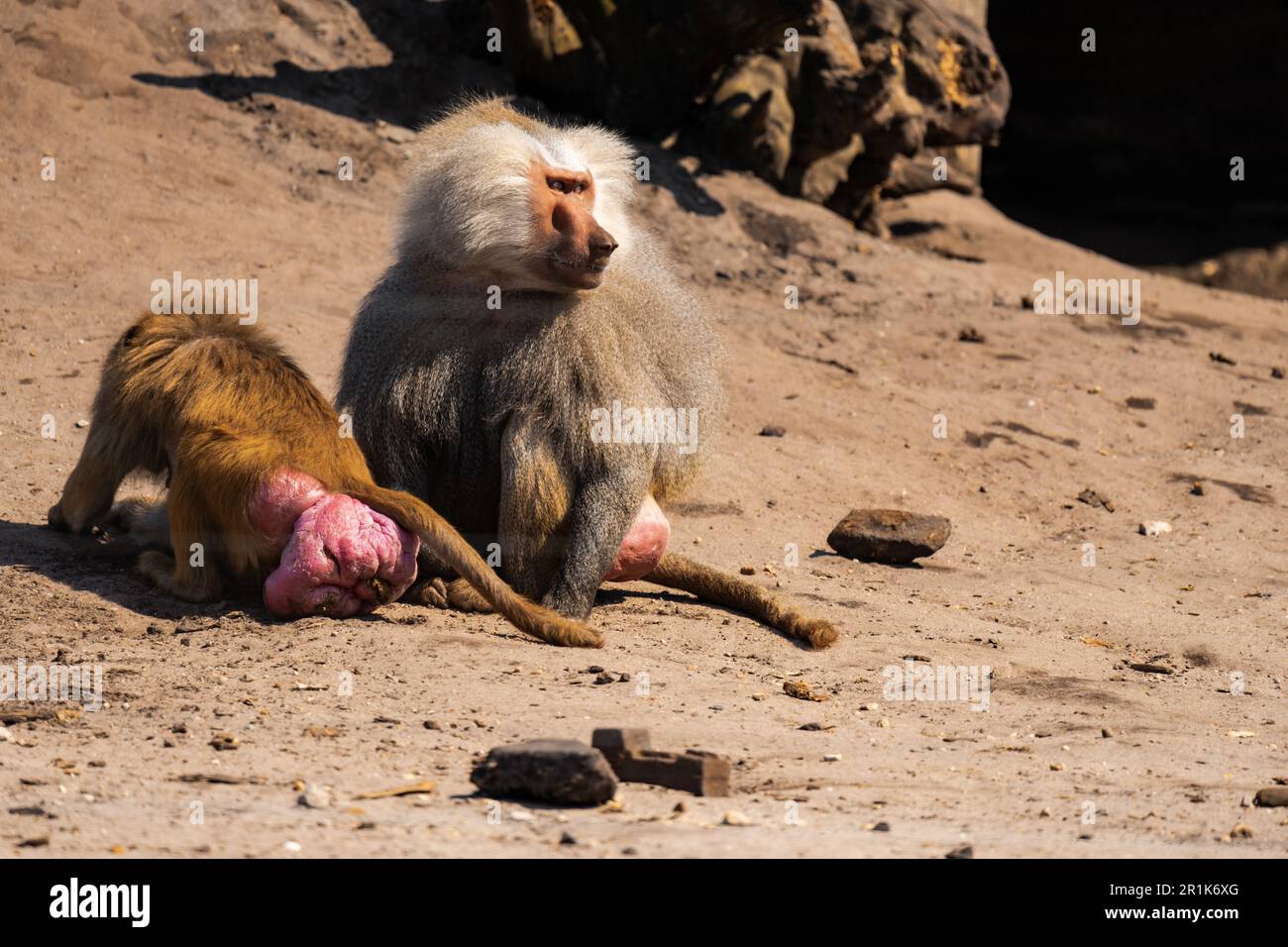 Ein Pavian, der an einem sonnigen Tag auf dem Boden sitzt Stockfoto