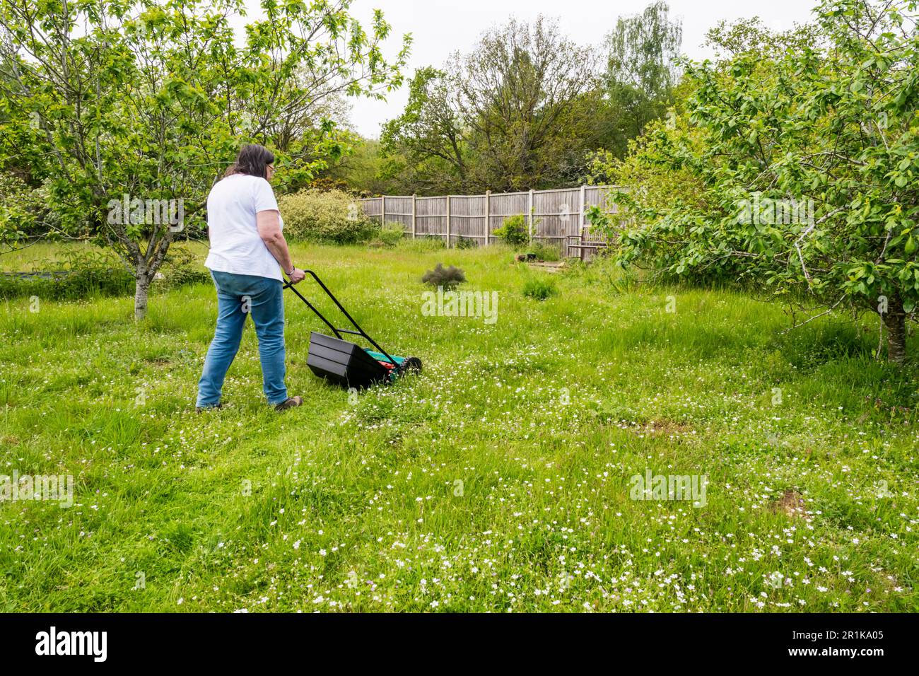 Eine Frau lässt das Gras länger wachsen und schneidet nur einen kurzen Weg durch das Gras für den nicht gemähten Mai. Lässt Wildblumen blühen und hilft Insekten. Stockfoto