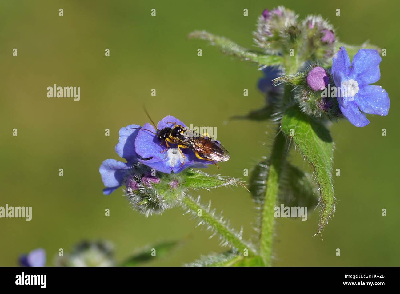 Nahaufnahme des Sägeflügels Pamphilius hortorum. Familie Pamphiliidae. Über die Blüten des grünen Alkanets (Pentaglottis sempervirens), Borretschfamilien (Boraginaceae) Stockfoto