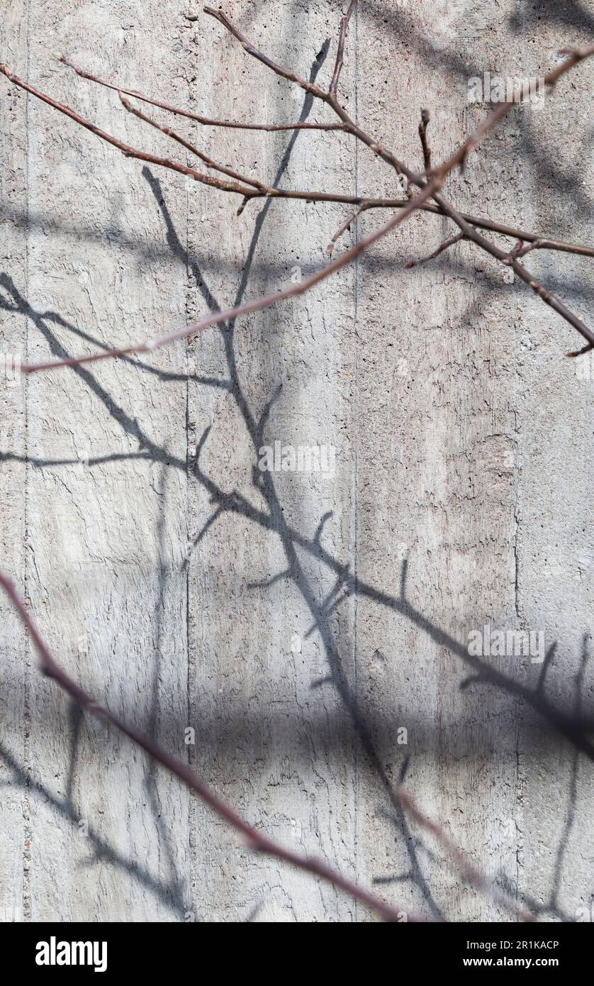 Vorderansicht einer grauen Betonwand mit einigen Zweigen und ihren Schatten. Abstrakter strukturierter Vollformathintergrund mit hoher Auflösung. Speicherplatz kopieren. Stockfoto