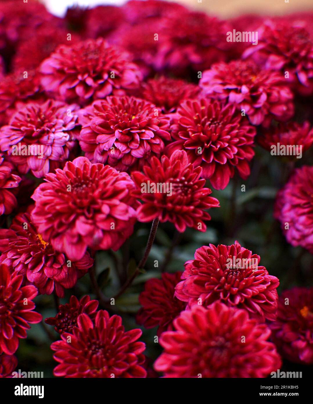 Burgunder Chrysanthemum-Nahaufnahme. Gelbe Pistillen und dunkelgrünes Laub Stockfoto